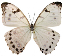 Morpho luna gynandromorph (164) (Internet Image property of respective owner, non-commercial use only)
